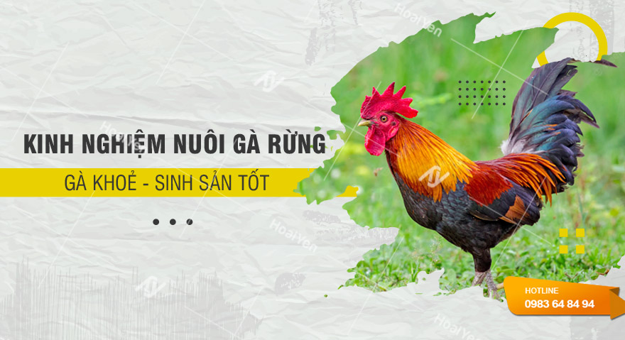 Kinh nghiệm nuôi gà rừng mới nhất tại Hoài Yến